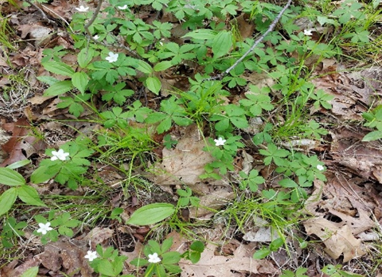 Wood anemone