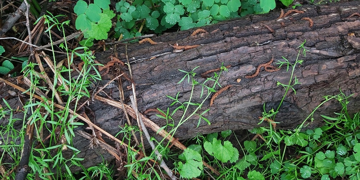 Forest floor of Oak Woodland vegetation community