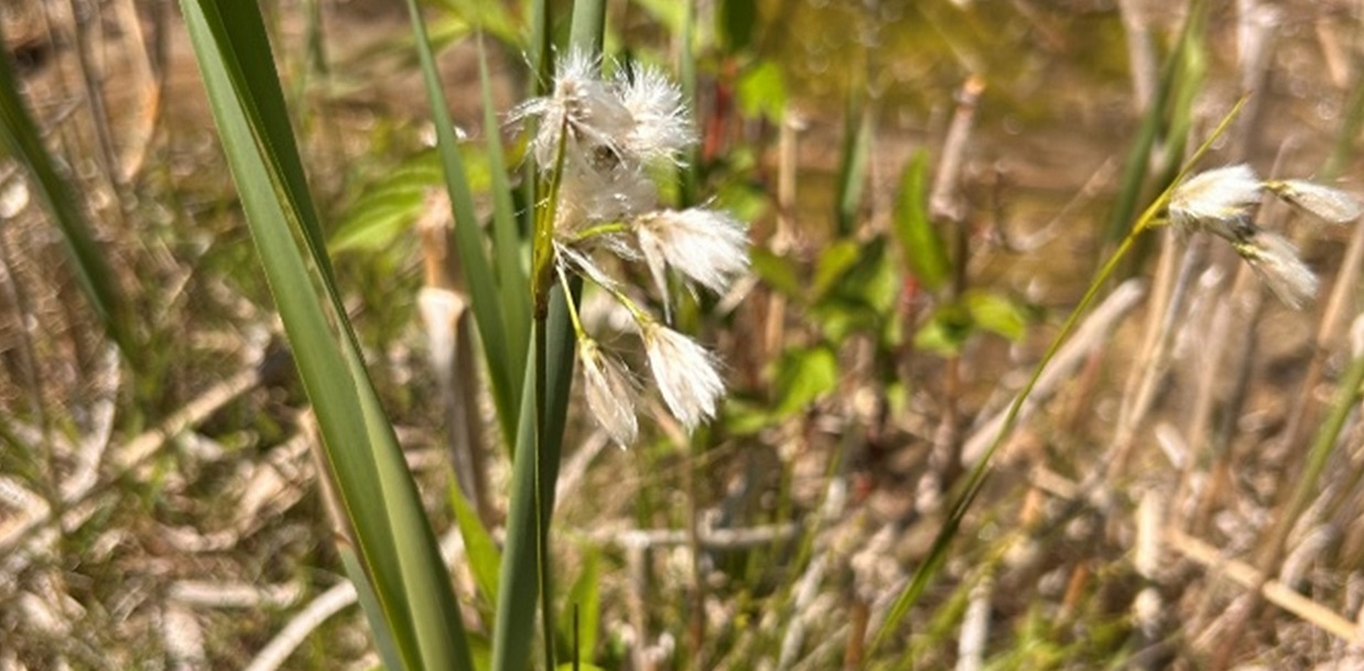 Thin-leaved or green-keeled cottongrass