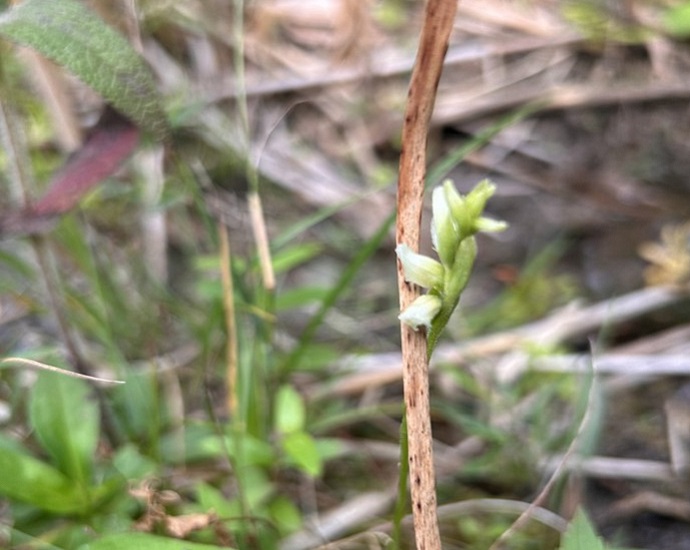 nodding ladies tresses 