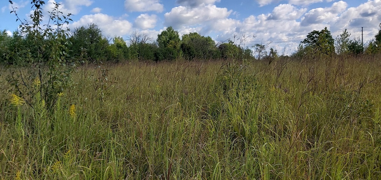 a population of tallgrass prairie plants thrives in the Rouge River Watershed