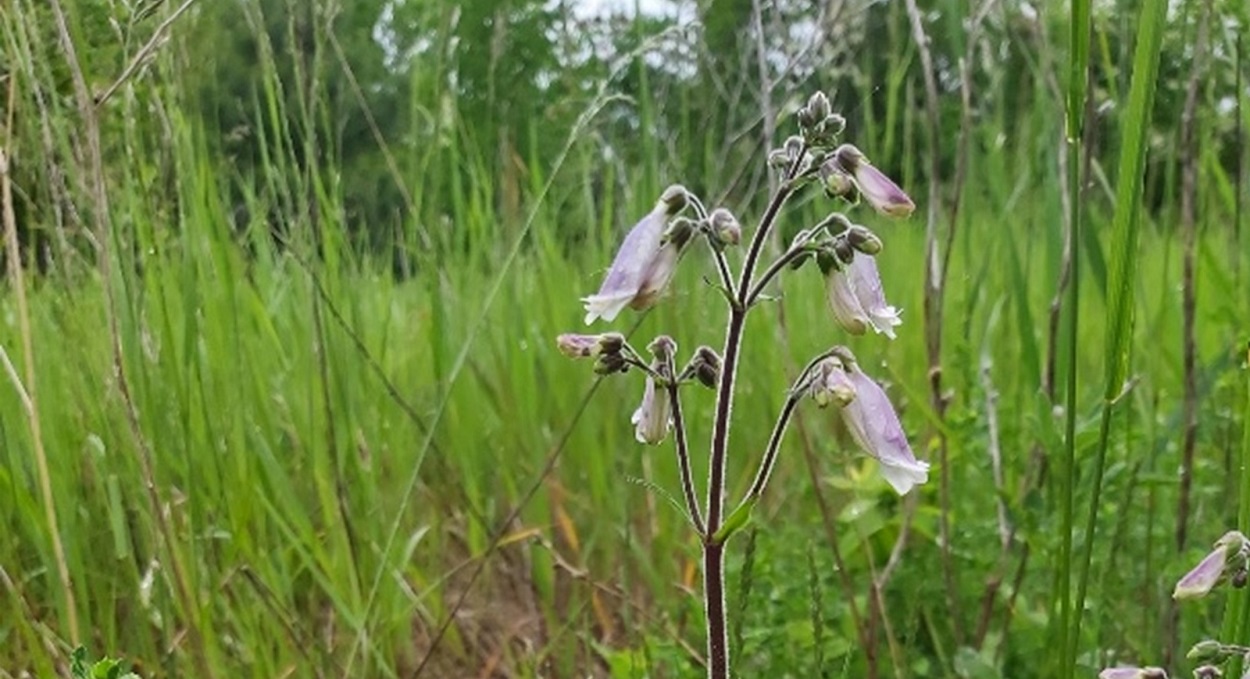 Hairy beardtongue