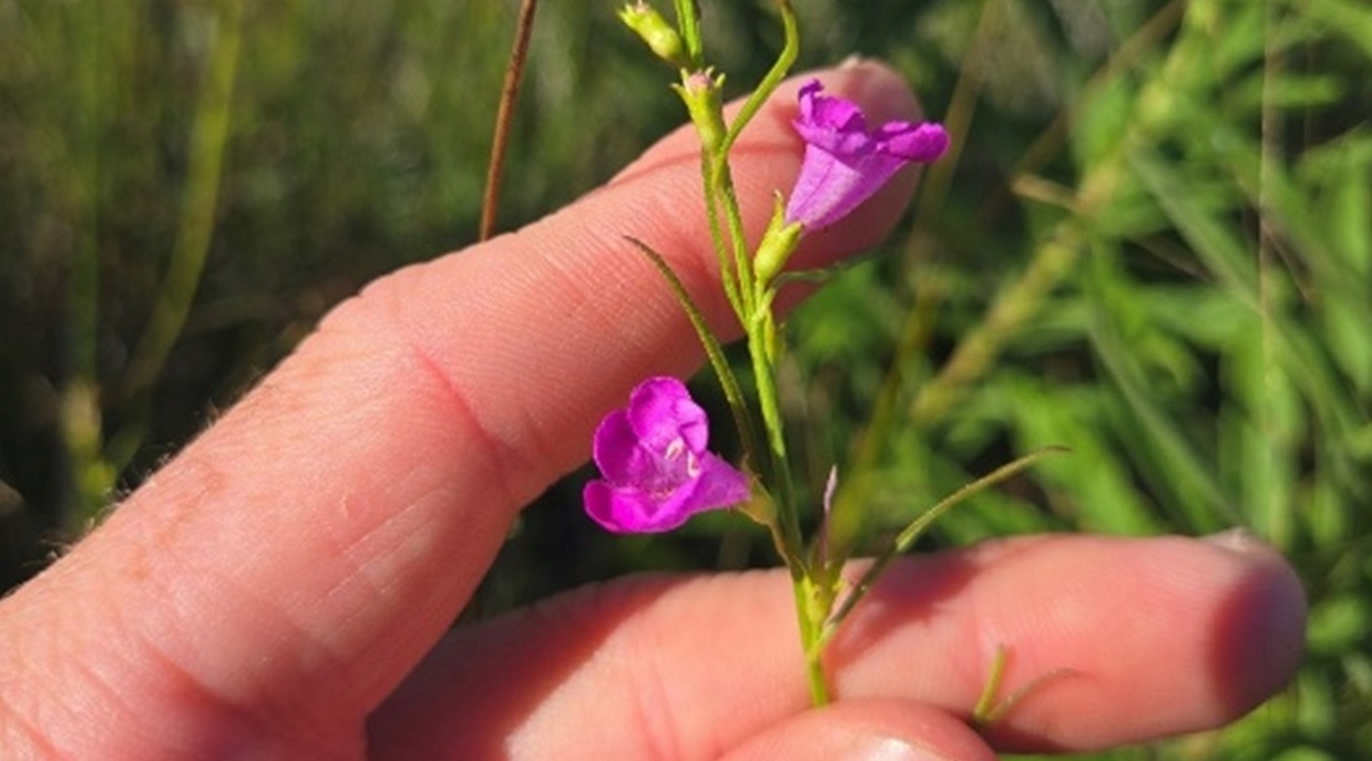 Purple false foxglove
