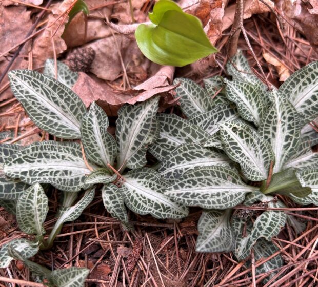 Fantastic Field Finds of 2025 – Flora