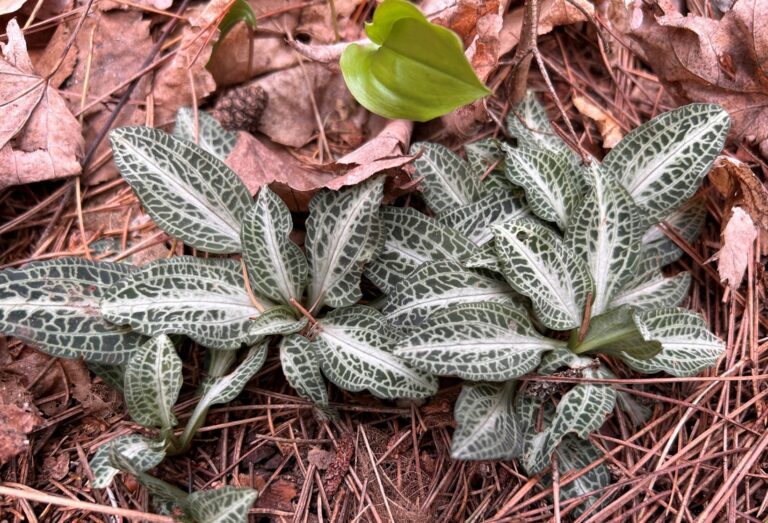 Downy rattlesnake-plantain
