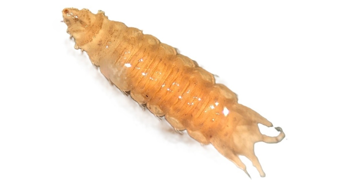 Predatory dance fly larva