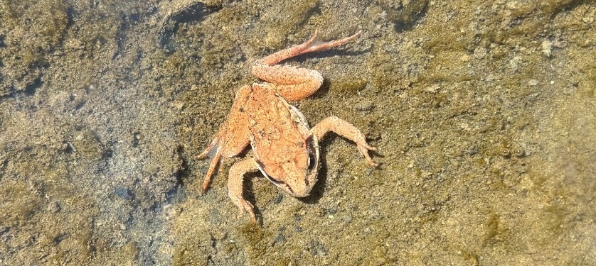 a wood frog sits near the edge of a pond
