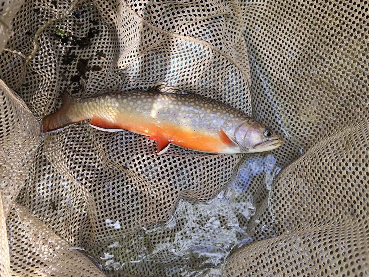 a brook trout is captured in a fishing net