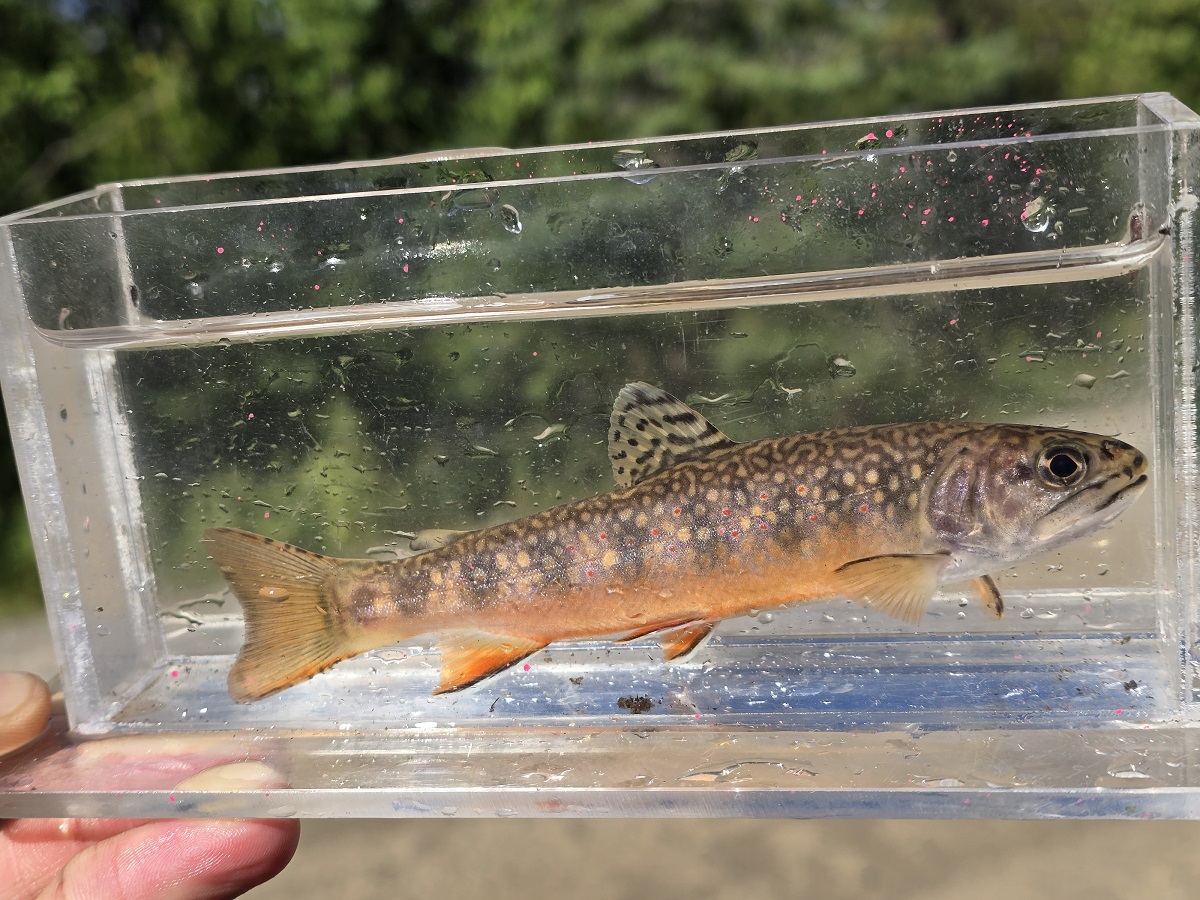 biologists study a brook trout captured in the TRCA jurisdiction