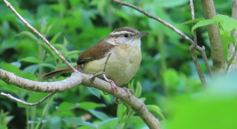 a Carolina wren perches on a tree branch