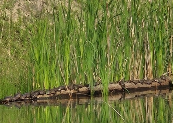 a group of turtles sunning on a log in a wetland
