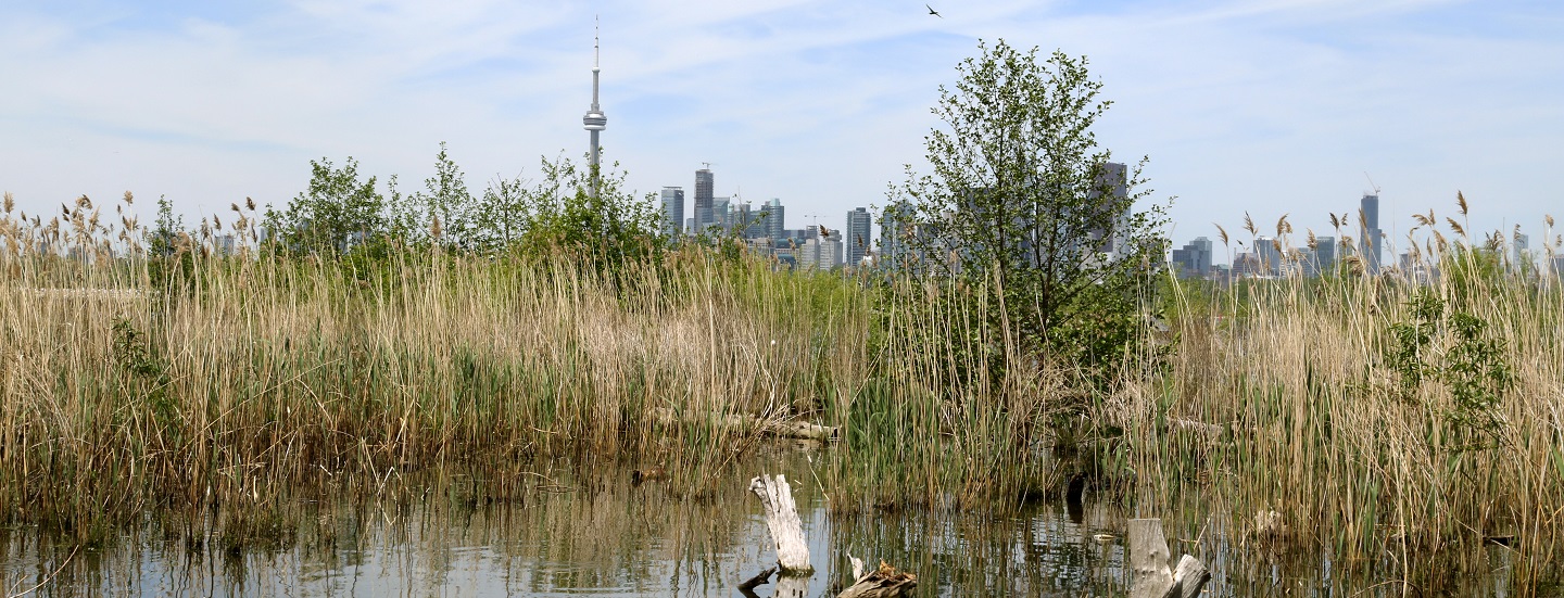 TRCA respectfully acknowledges that the lands we are situated on are Traditional Territories and Treaty Lands