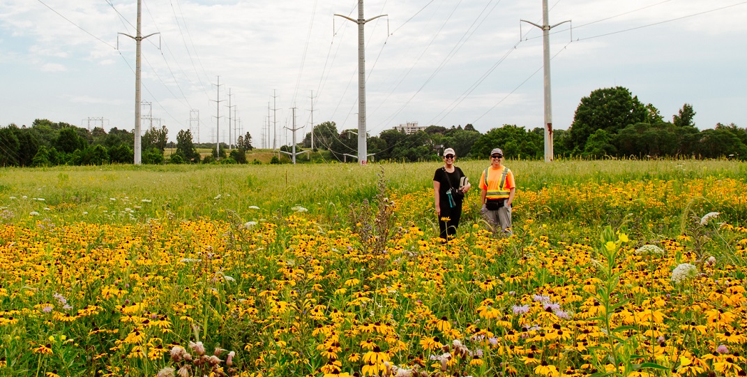 TRCA team members conduct meadow restoration work at The Meadoway in Scarborough