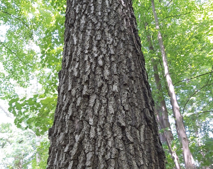 a black oak