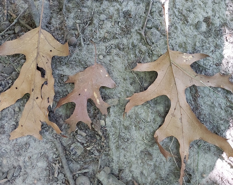 black oak leaves
