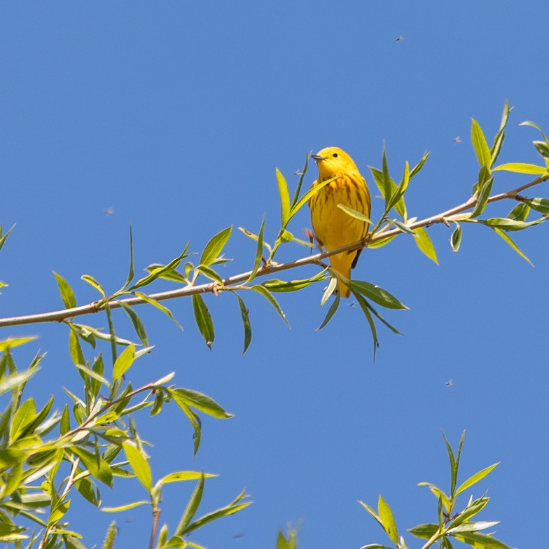 a bright yellow American goldfinch perches on a tree branch