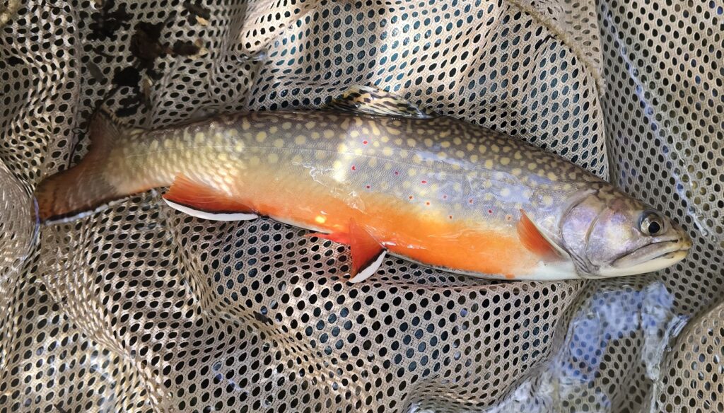 a brook trout is captured in a fishing net