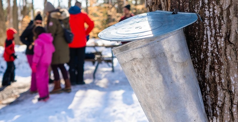 a metal bucket is affixed to a tree to collect sap for making maple syrup