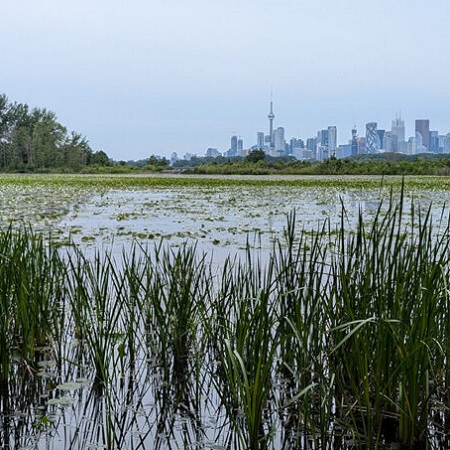 a view of the Toronto skyline from a wetland habitat in Tommy Thompson Park