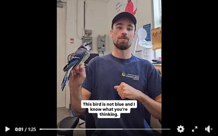 the bander-in-chief at the Tommy Thompson Park Bird Research Station hosts the TRCA Feather Friday Facebook and Instagram feature