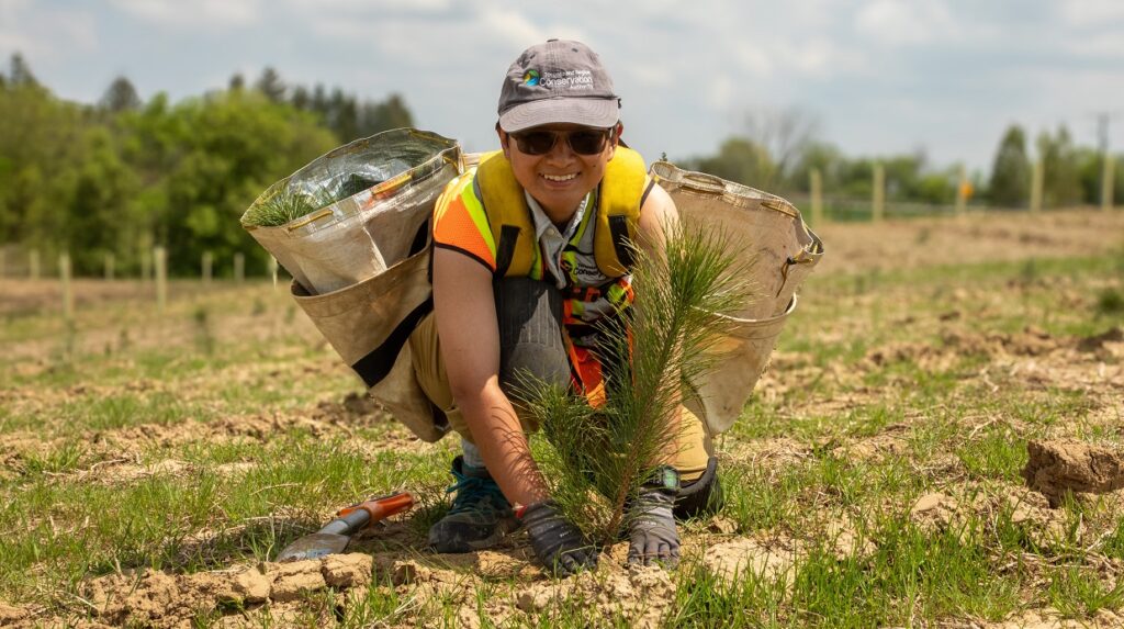 a TRCA restoration team member at work in the field planting trees