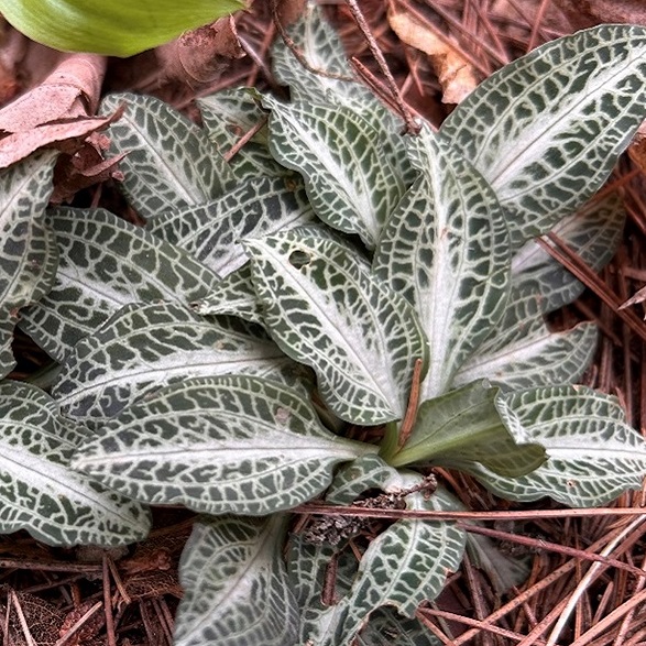 Downy rattlesnake-plantain