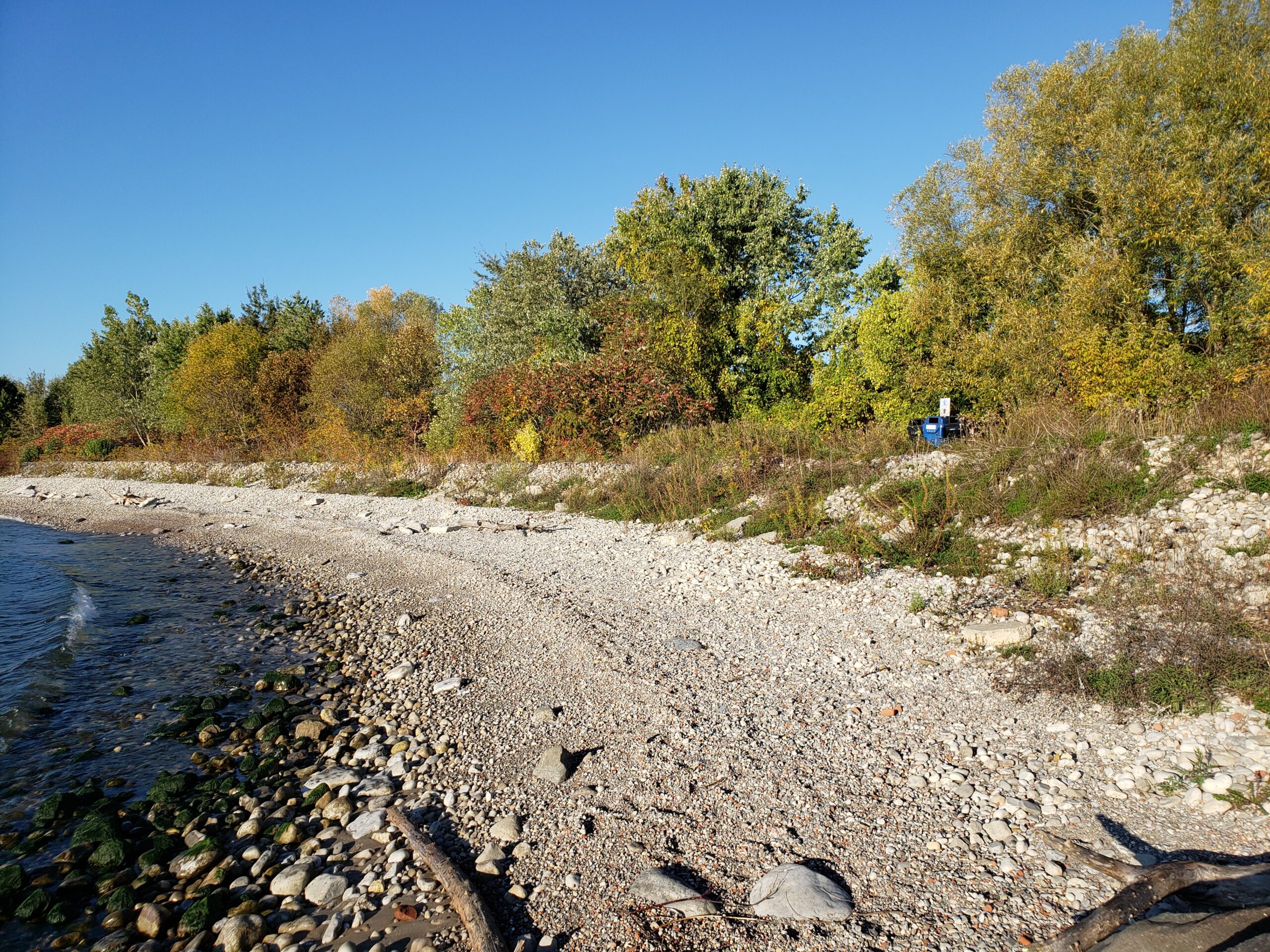 The shoreline is covered in small cobbles, with some larger ones visible at the water line and at the backshore. The backshore is relatively steep with patchy plants growing on it.