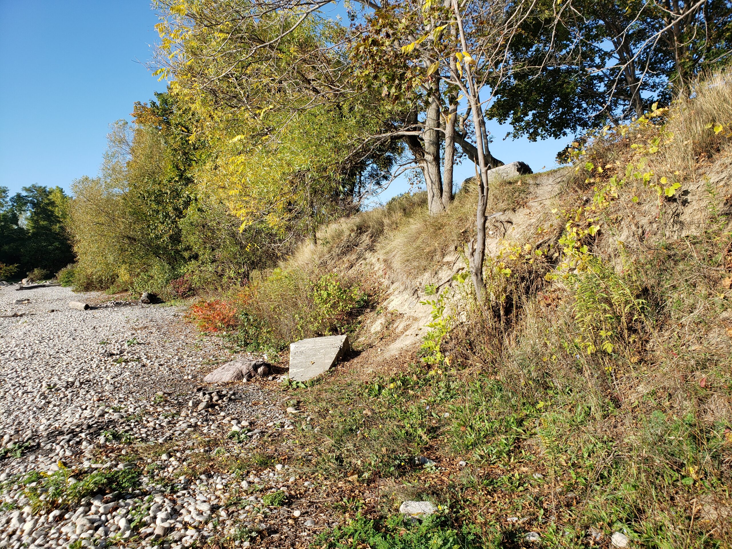 The focus of this picture is on the backshore of one of the cobble shorelines, which shows exposed soil. Most of the cobble visible is small, with several larger stones present at the base of the slope.