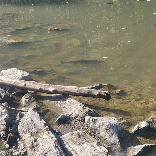 salmon in the stream at Morningside Park
