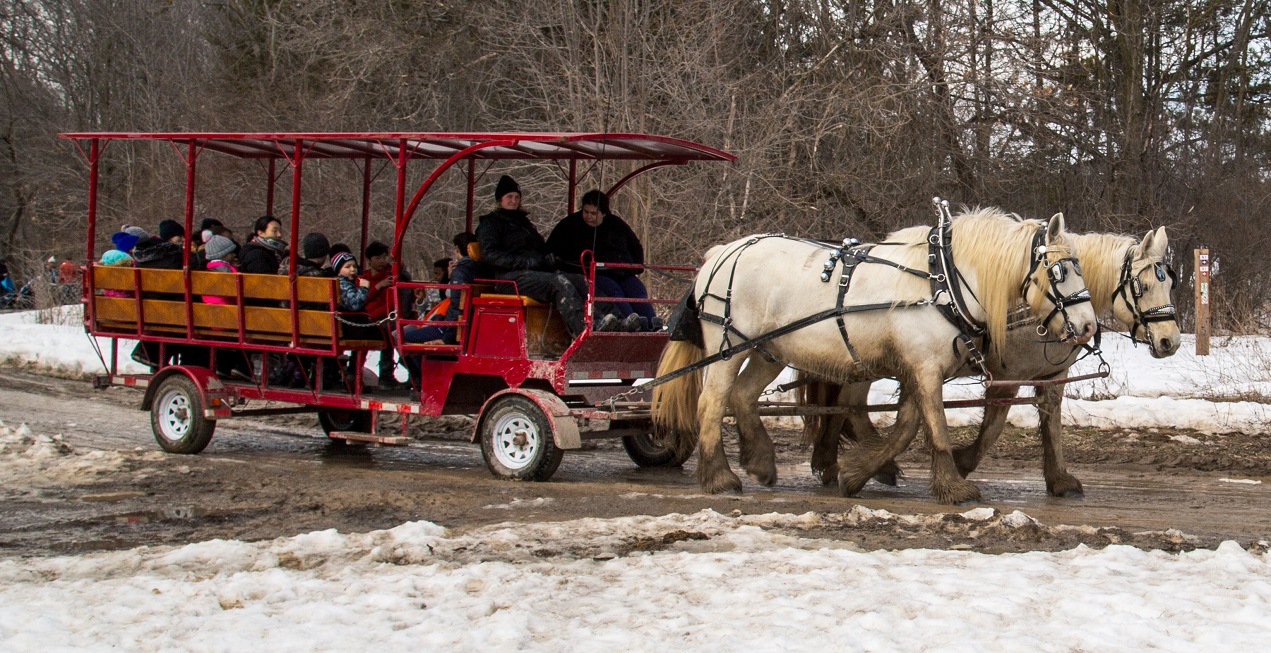 visitors to the Sugarbush Maple Syrup Festival at Kortright Centre for Conservation enjoy a traditional horse-drawn carriage ride