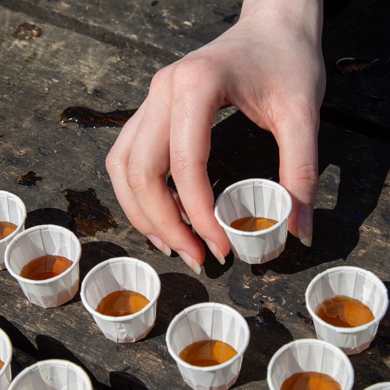 a visitor to the Sugarbush   Maple Syrup festival at Kortright Centre for Conservation tastes samples of Canadian made maple syrup