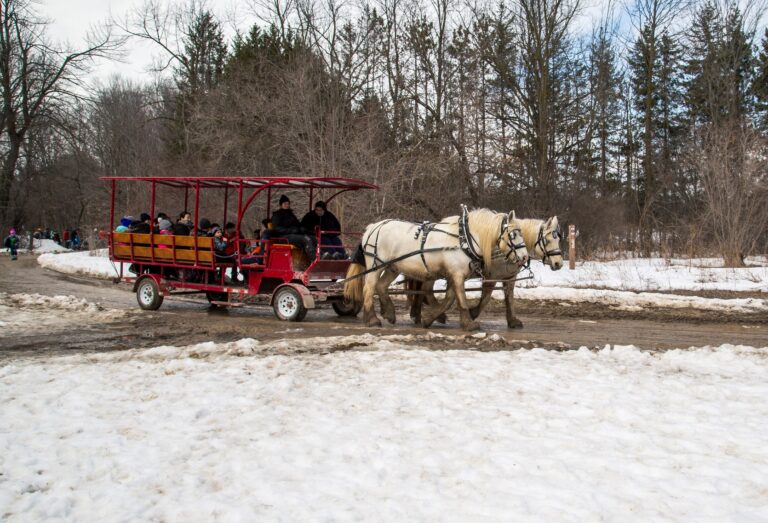 visitors to the Sugarbush Maple Syrup Festival at Kortright Centre for Conservation enjoy a traditional horse-drawn carriage ride