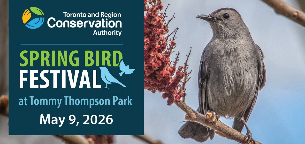 join TRCA for the annual spring bird festival at Tommy Thompson Park on Saturday May 9 2026
