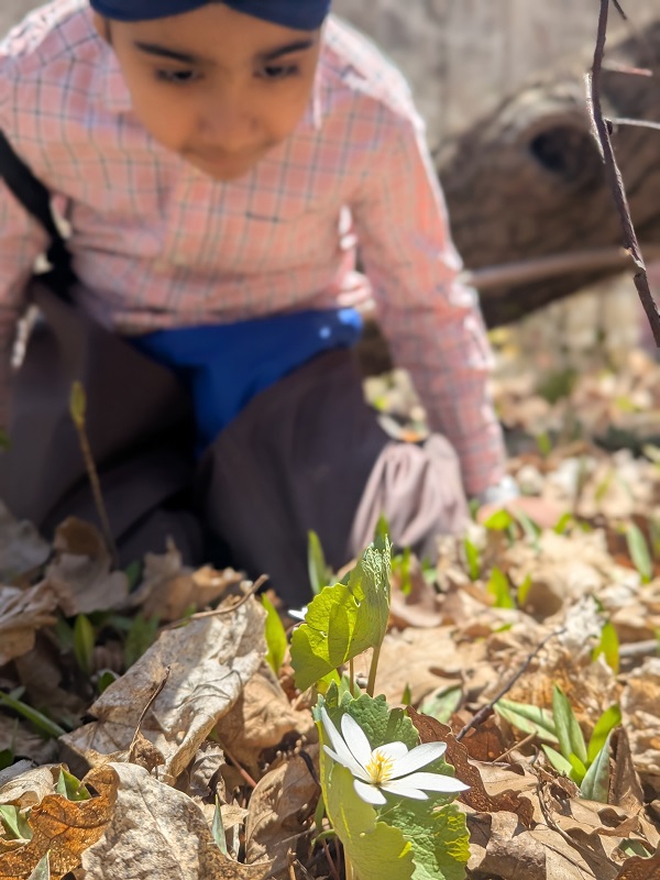a student gets acquainted with local plant life at a weekend Nature Club program at Claireville Outdoor Education Centre