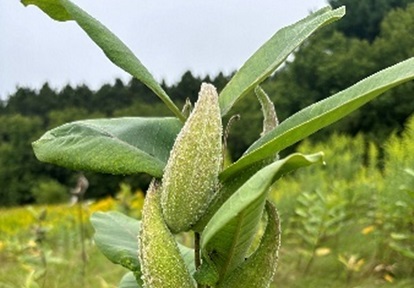 a milkweed plant