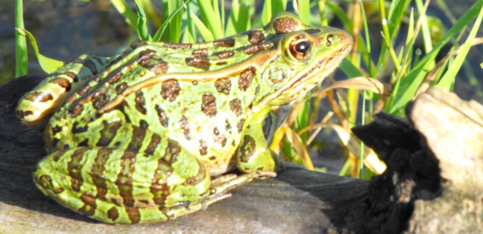 Leopard Frog photographed at Rouge National Urban Park