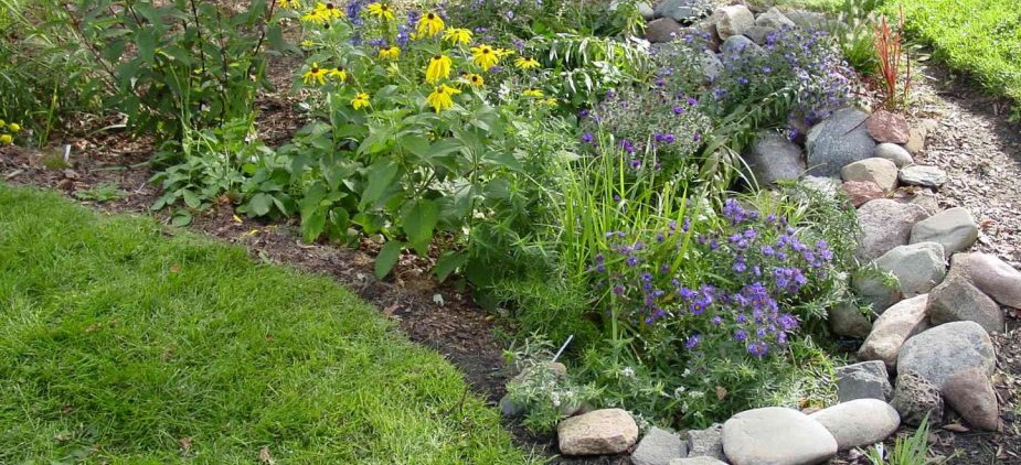 native wildflowers bloom in a rain garden on a residential property