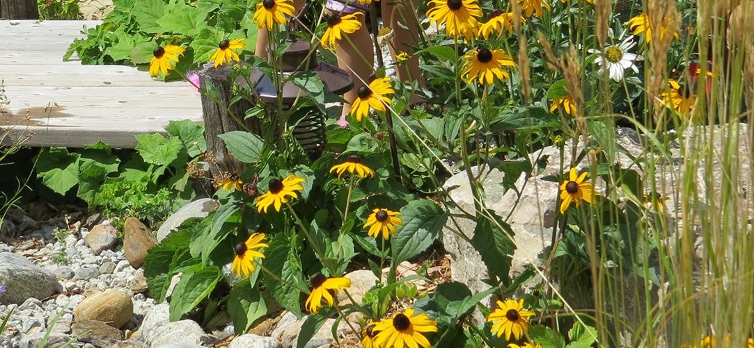 black eyed susans bloom in a rain garden