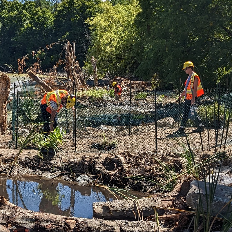 TRCA team members at work on a wetland restoration site