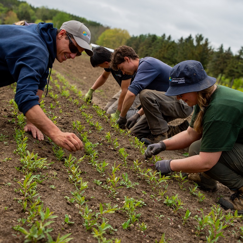 staff at work in the field planting seedlings at the TRCA Nursery