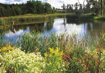 a wetland in Cold Creek Conservation Area in Vaughan