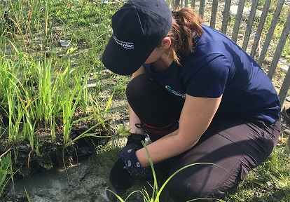 a TRCA restoration and resource management team member plants native shrubs in a wetland area
