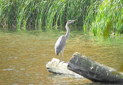 a great blue heron perches on a log tangle in a wetland area