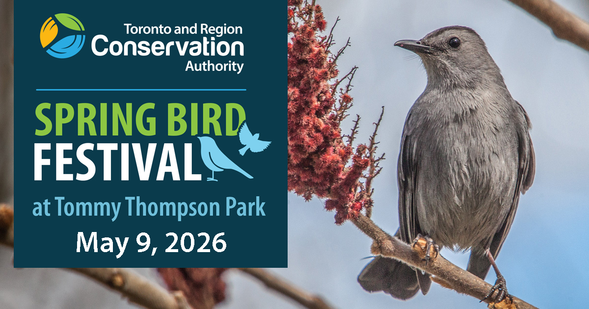 TRCA hosts the annual Spring Bird Festival at Tommy Thompson park on Saturday May 9 2026