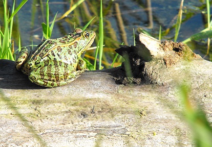 frog basking on a log in a wetland area