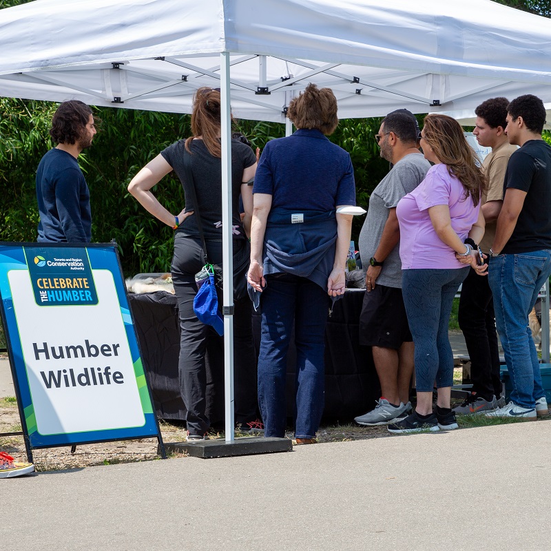 visitors to the TRCA Celebrate the Humber event learn about local wildlife at an interactive educational booth