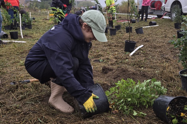 a volunteer takes part in a community stewardship program tree and shrub planting event