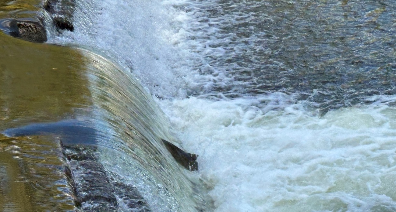 A notch in the centre of the Old Mill Dam on the Humber River is designed to aid salmon in their migration upstream
