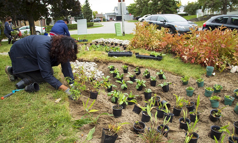 a neighbourhood resident plants a rain garden on her property