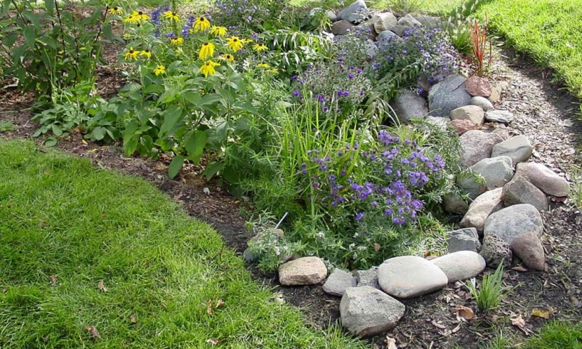 native wildflowers bloom in a rain garden